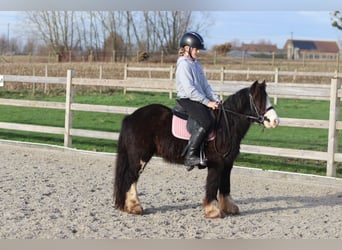 Tinker, Wallach, 6 Jahre, 118 cm