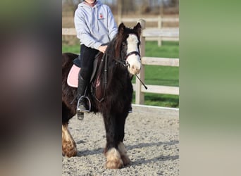 Tinker, Wallach, 6 Jahre, 118 cm, Rappe