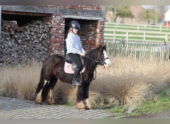 Tinker, Wallach, 6 Jahre, 118 cm, Rappe