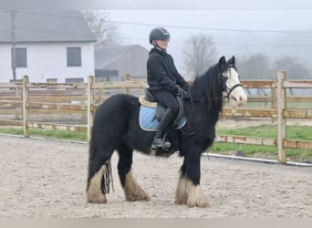 Tinker, Wallach, 6 Jahre, 125 cm, Rappe