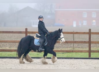 Tinker, Wallach, 6 Jahre, 125 cm, Rappe