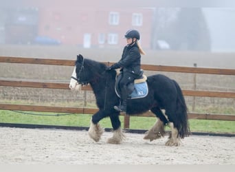 Tinker, Wallach, 6 Jahre, 125 cm, Rappe