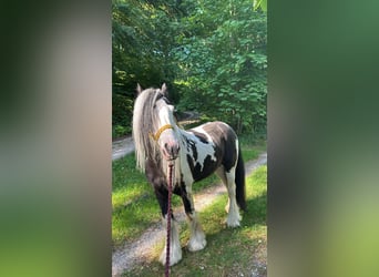 Tinker, Wallach, 6 Jahre, 125 cm, Schecke