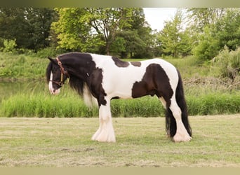 Tinker, Wallach, 6 Jahre, 127 cm, Tobiano-alle-Farben