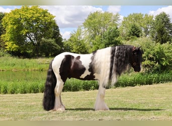 Tinker, Wallach, 6 Jahre, 127 cm, Tobiano-alle-Farben