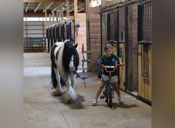 Tinker, Wallach, 6 Jahre, 127 cm, Tobiano-alle-Farben