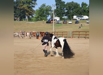 Tinker, Wallach, 6 Jahre, 127 cm, Tobiano-alle-Farben
