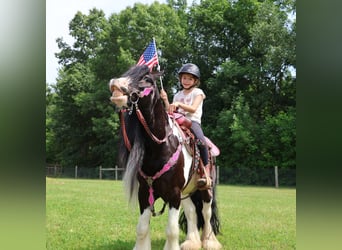 Tinker, Wallach, 6 Jahre, 127 cm, Tobiano-alle-Farben