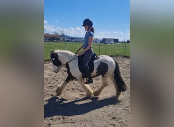 Tinker, Wallach, 6 Jahre, 129 cm, Schecke