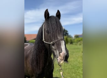 Tinker, Wallach, 6 Jahre, 130 cm, Rappe