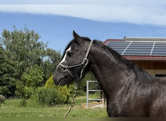 Tinker, Wallach, 6 Jahre, 130 cm, Rappe