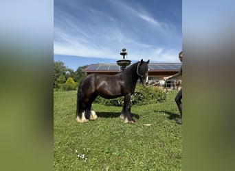 Tinker, Wallach, 6 Jahre, 130 cm, Rappe