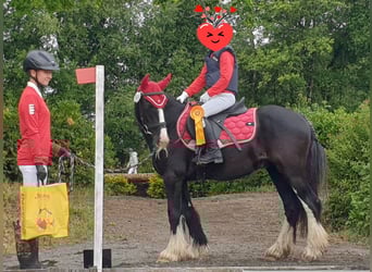 Tinker, Wallach, 6 Jahre, 130 cm, Rappe