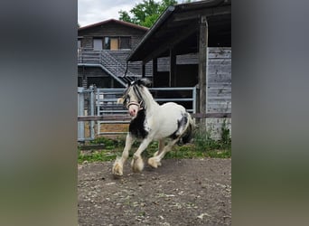 Tinker, Wallach, 6 Jahre, 130 cm, Schecke