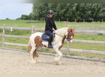 Tinker, Wallach, 6 Jahre, 132 cm, Schecke