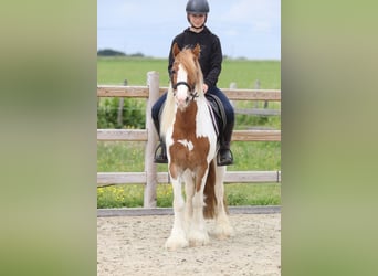 Tinker, Wallach, 6 Jahre, 132 cm, Schecke