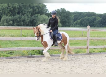 Tinker, Wallach, 6 Jahre, 132 cm, Schecke