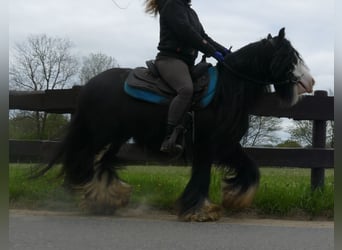 Tinker, Wallach, 6 Jahre, 134 cm, Rappe