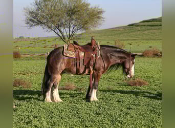 Tinker Mix, Wallach, 6 Jahre, 135 cm, Roan-Bay