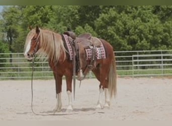 Tinker Mix, Wallach, 6 Jahre, 135 cm, Roan-Red