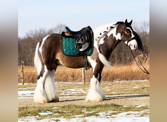 Tinker, Wallach, 6 Jahre, 137 cm, Schecke