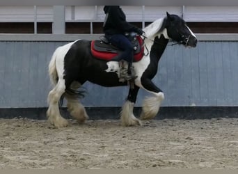 Tinker, Wallach, 6 Jahre, 138 cm, Schecke