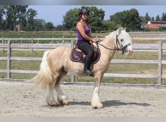 Tinker, Wallach, 6 Jahre, 140 cm, Palomino