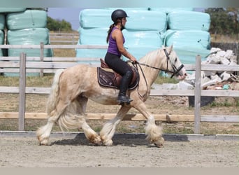 Tinker, Wallach, 6 Jahre, 140 cm, Palomino