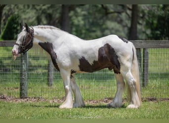 Tinker, Wallach, 6 Jahre, 140 cm