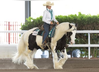 Tinker, Wallach, 6 Jahre, 140 cm
