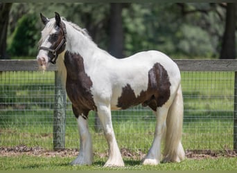 Tinker, Wallach, 6 Jahre, 140 cm