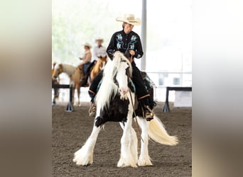 Tinker, Wallach, 6 Jahre, 140 cm