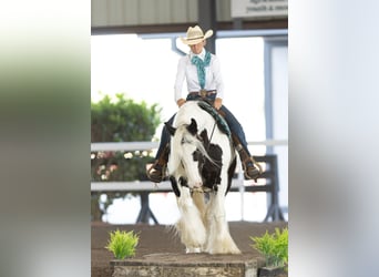 Tinker, Wallach, 6 Jahre, 140 cm