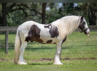 Tinker, Wallach, 6 Jahre, 140 cm