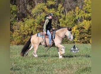 Tinker, Wallach, 6 Jahre, 142 cm, Buckskin