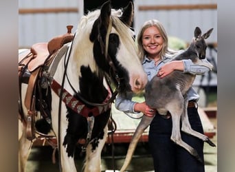 Tinker, Wallach, 6 Jahre, 142 cm, Rappe