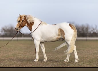 Tinker, Wallach, 6 Jahre, 142 cm, Tobiano-alle-Farben