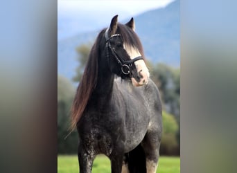 Tinker, Wallach, 6 Jahre, 143 cm, Sabino