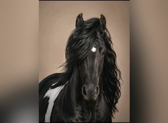 Tinker Mix, Wallach, 6 Jahre, 143 cm, Schecke