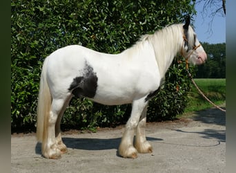 Tinker, Wallach, 6 Jahre, 143 cm, Schecke