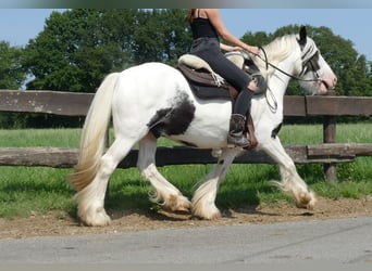 Tinker, Wallach, 6 Jahre, 143 cm, Schecke