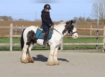 Tinker, Wallach, 6 Jahre, 144 cm, Schecke