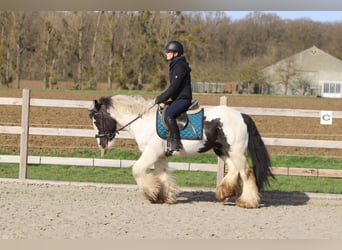 Tinker, Wallach, 6 Jahre, 144 cm, Schecke