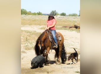 Tinker, Wallach, 6 Jahre, 145 cm, Falbe