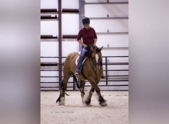 Tinker, Wallach, 6 Jahre, 145 cm, Falbe