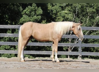 Tinker Mix, Wallach, 6 Jahre, 145 cm, Palomino