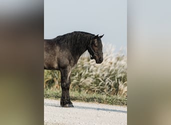 Tinker Mix, Wallach, 6 Jahre, 145 cm, Roan-Blue