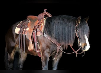 Tinker, Wallach, 6 Jahre, 145 cm, Rotbrauner