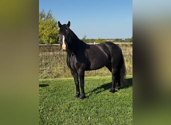 Tinker Mix, Wallach, 6 Jahre, 145 cm, Rotbrauner