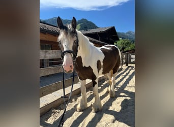 Tinker, Wallach, 6 Jahre, 148 cm, Schecke